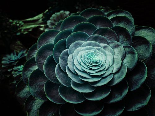 DARKSIDE OF SUCCULENTS V