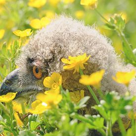 Oehoe kuiken tussen de boterbloemen van Quirina Kamoen