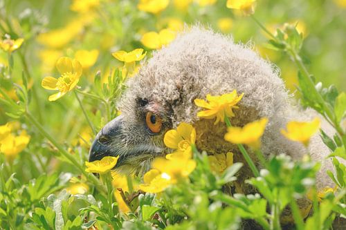 Oehoe kuiken tussen de boterbloemen