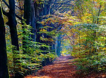 autumn forest by Marieke Funke