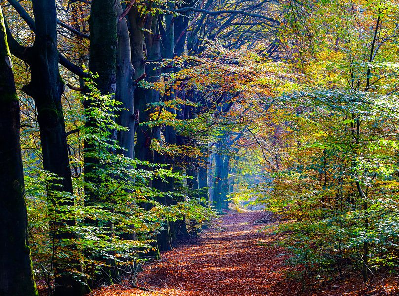 Herbstwald von Marieke Funke