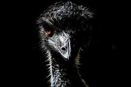 Mystérieux émeu sur Mandy Van Adrichem