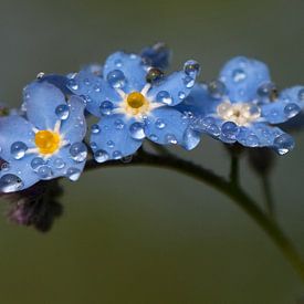 Myosotis sur Ineke Nientied