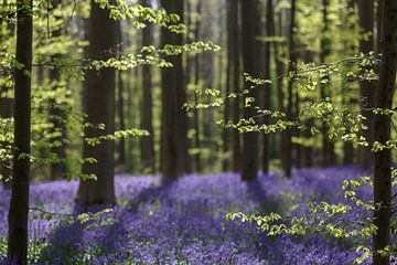 Fresh green leaves of beech and purple of wild hyacinth