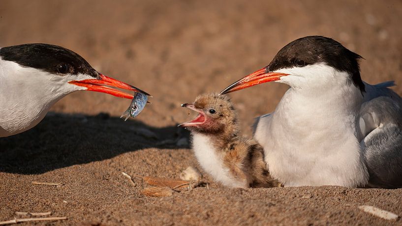 Common tern family by Joan Gil Raga