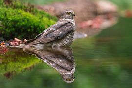 Sparrowhawk in the water