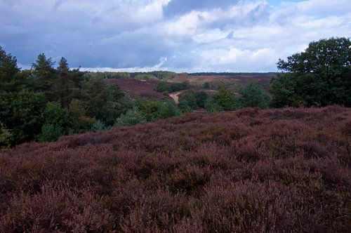 Veluwe