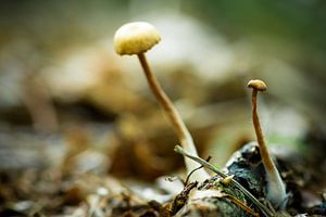 Champignons grands et petits