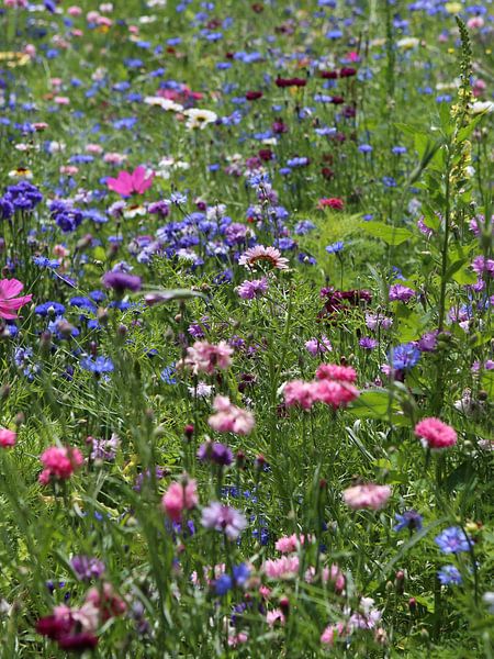 Colorfull | A colourful field bouquet in a meadow by Wil Vervenne