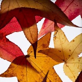 Autumn Leaves by Hans Hordijk