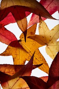 Herbstblätter von Hans Hordijk