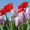 Mélange de tulipes sur Henriette Tischler van Sleen