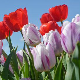 Tulpen mix van Henriette Tischler van Sleen