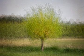 Dromige knotwilg van Greetje van Son