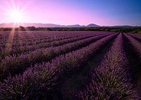Champs de lavande en Provence