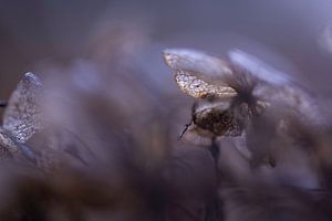 Hortensia in paars | Winter | Natuurfotografie van Nanda Bussers