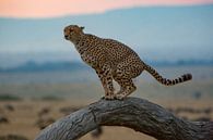Cheetah op boom van Peter Michel thumbnail