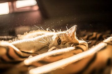 Cat During Sunset by Felicity Berkleef