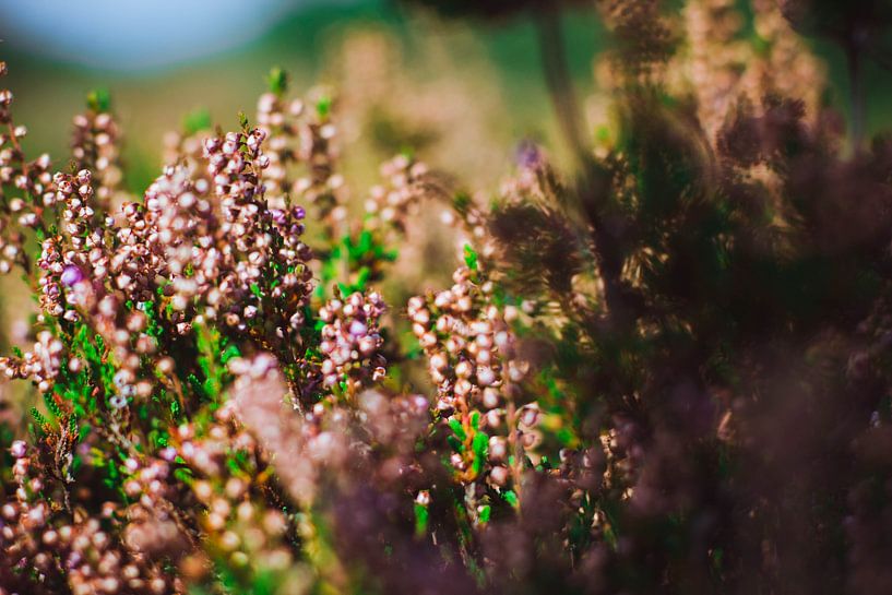 Dune Flowers by Nienke Boon