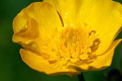 Buttercup