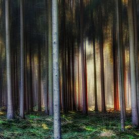 Forêt de conifères à Overijssel, Hollande. sur Edward Boer