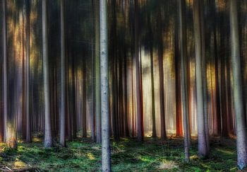 Naaldbos in Overijssel,Holland.