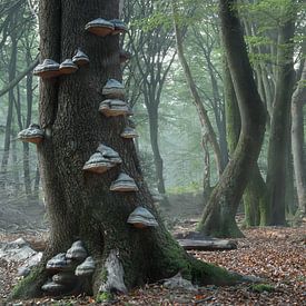 Donnernde Pilze im Wald der tanzenden Bäume von Henk Groenewoud