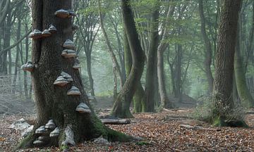 Tonderzwammen in het bos van de dansende bomen van Henk Groenewoud