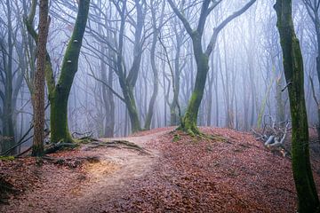 Trees in the mist in the Speulderbos in Ermelo Netherlands Holland