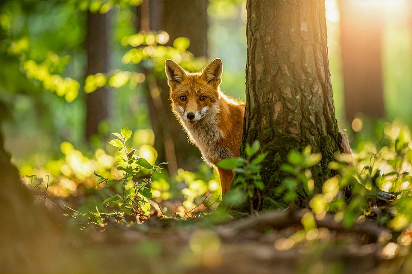 A fox in the forest by Teresa Bauer