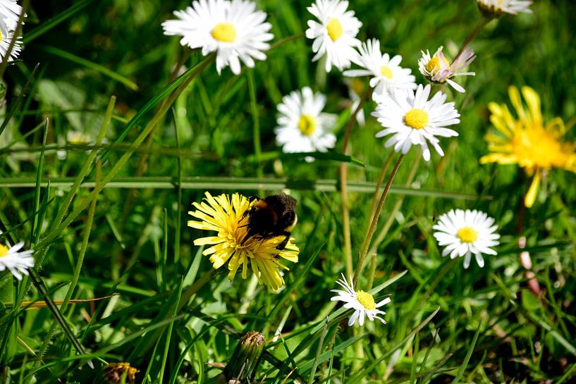 Een hommel op een paardenbloem van Gerard de Zwaan