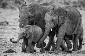 Family first by Senten-Images Carlo Senten