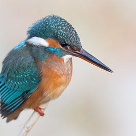 Kingfisher in winter light sur Hans Overduin