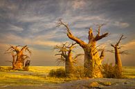 Baobab bomen in Botswana van Chris Stenger thumbnail