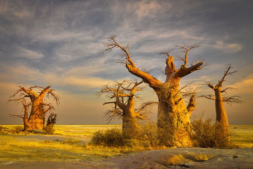 Baobab bomen in Botswana van Chris Stenger