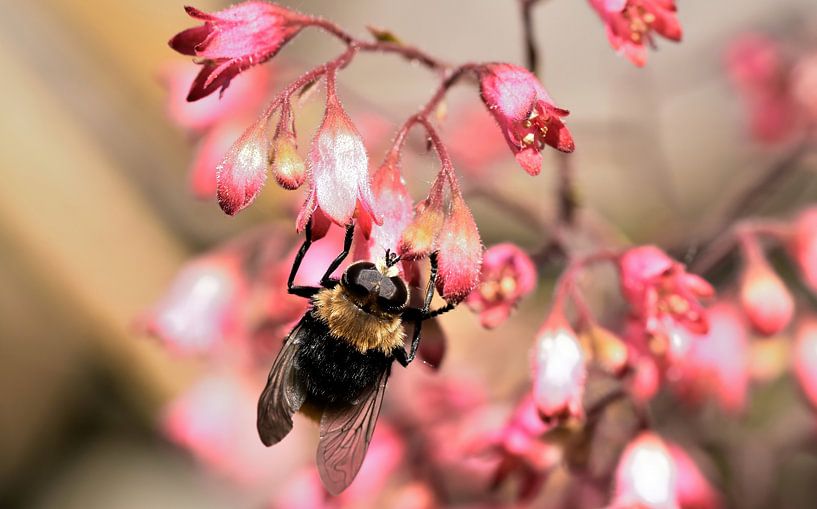 Se régaler du nectar par Albert Rap