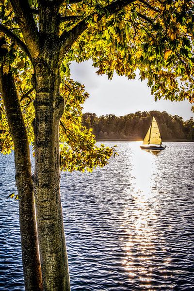 Sailing ship and hornbeam by Dieter Walther