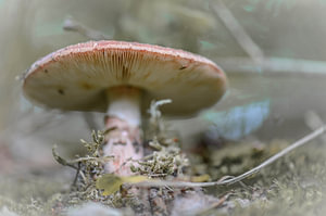 unter dem großen Pilz