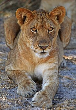 Young lion in Africa van W. Woyke