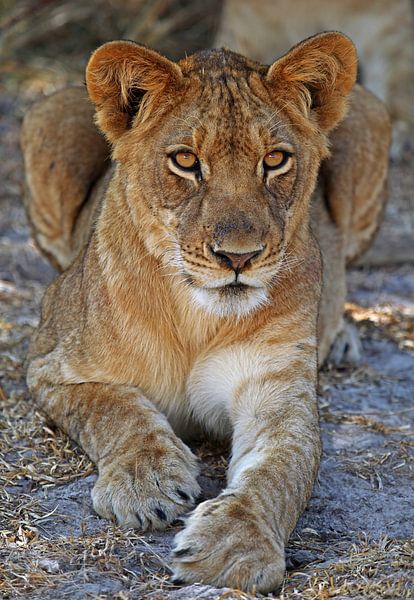 Junger Löwe - Afrika wildlife van W. Woyke