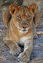 Junger Löwe - Afrika wildlife van W. Woyke thumbnail