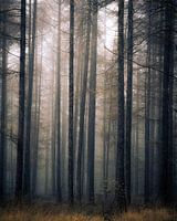The dark ones