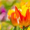Spring colours by Monika Scheurer