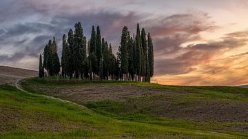 Cipressen in Val d'Orcia bij zonsondergang