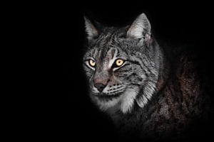 gevaarlijke blik van de gloeiende ogen van de lynx in de nacht, snuit... van Michael Semenov