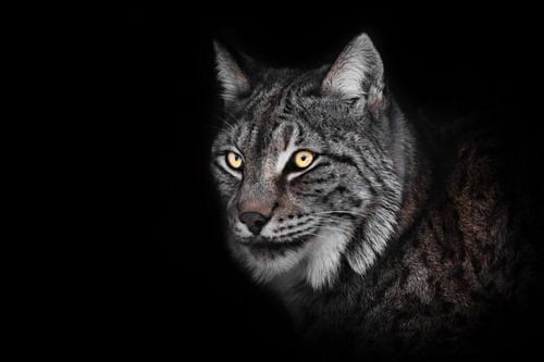 dangerous look of the lynx's glowing eyes in the night, muzzle
