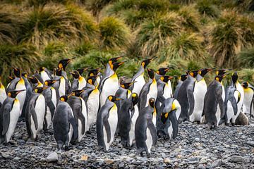 Les manchots royaux en Géorgie du Sud sur Ron van der Stappen