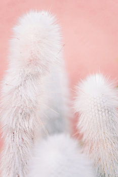Cactus sur un mur rose