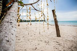 Shells on the beach of Thailand by Lindy Schenk-Smit