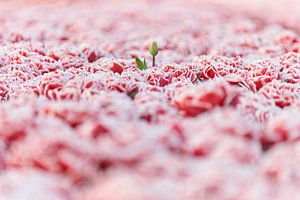 Abweichende Tulpe, die dem Fotografen zuwinkt